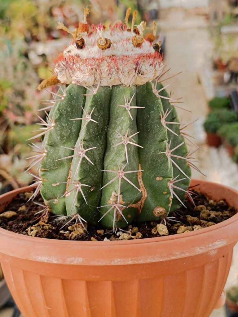 Siracactus-Cactus-Melocactus-maxonii-2-1.jpg