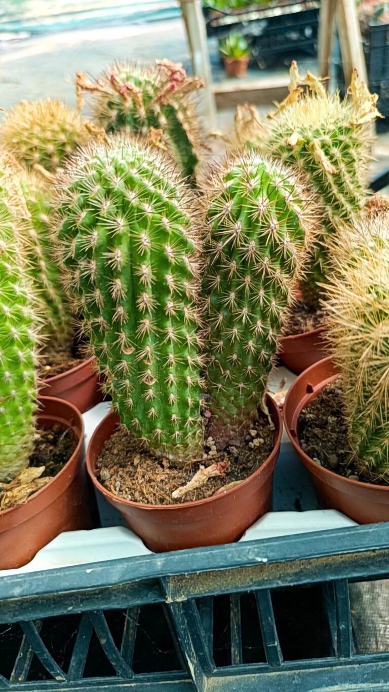 Siracactus-Cactus-Mix-eriosyce-2.jpg