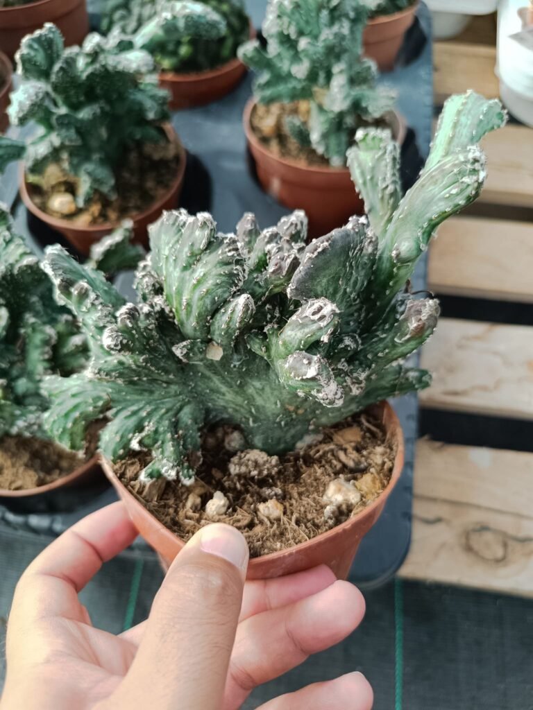 Siracactus-Cactus-Monvillea-spegazzinii-crestata-2.jpg