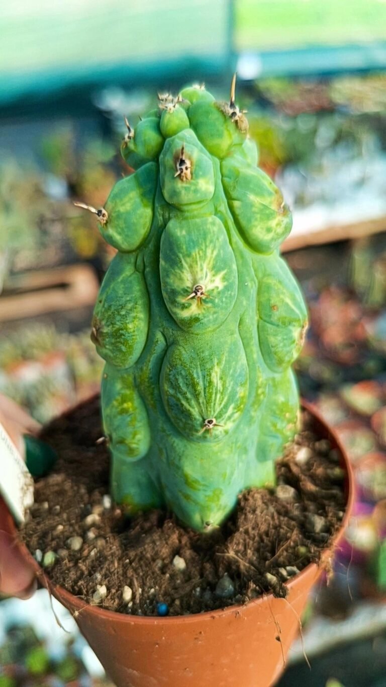 Siracactus-Cactus-Myrtillocactus-Geometrizans-Fukurokuryuzinboku-variegata.jpg