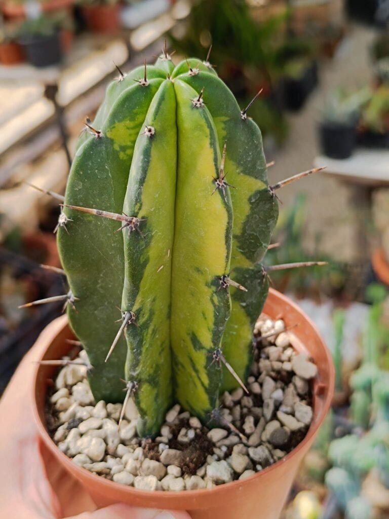 Siracactus-Cactus-Myrtillocactus-cochal-variegata.jpg