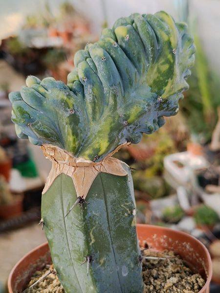 Siracactus-Cactus-Myrtillocactus-geom-crestata-variegata-innestata.jpg