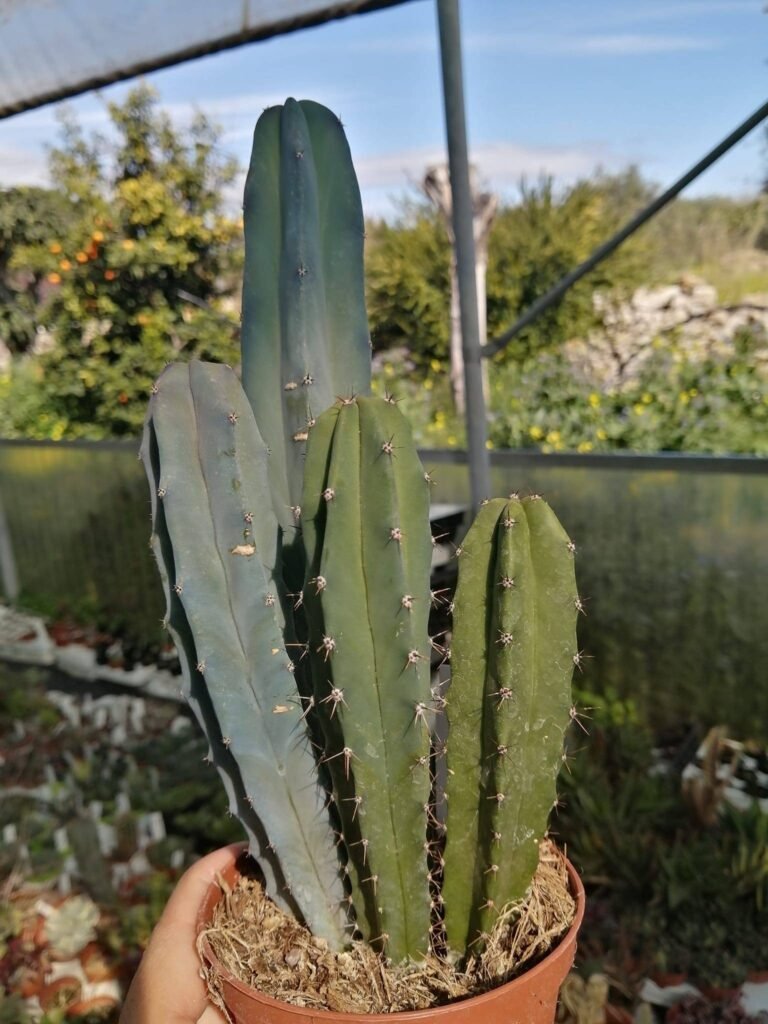 Siracactus-Cactus-Myrtillocactus-geometrizans-1.jpg