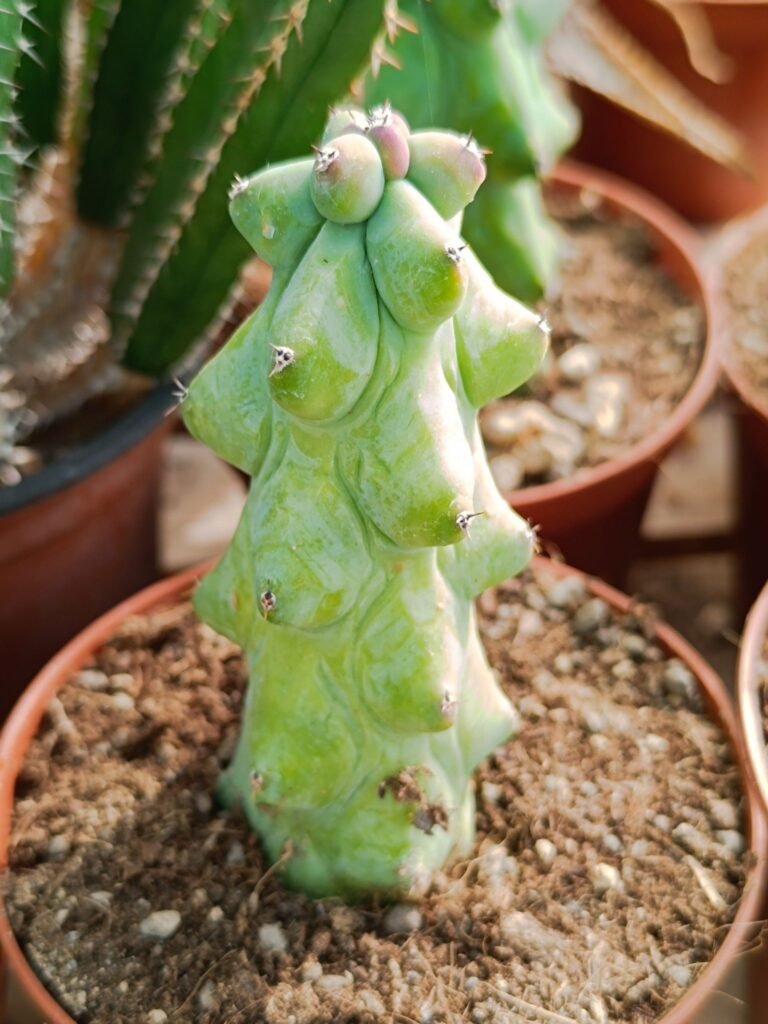 Siracactus-Cactus-Myrtillocactus-geometrizans-CV-fukurokuryuzinboku-2-2.jpg