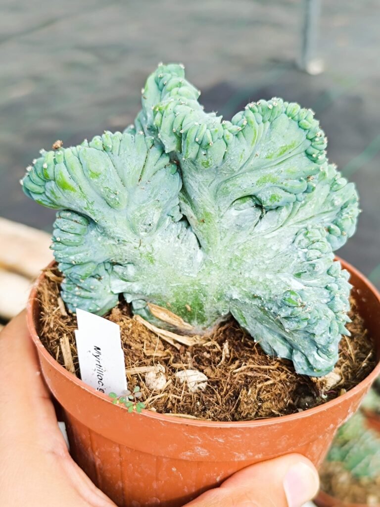 Siracactus-Cactus-Myrtillocactus-geometrizans-crestata-CV-strictus.jpg