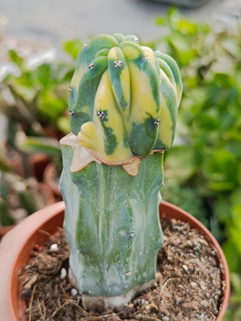 Siracactus-Cactus-Myrtillocactus-geometrizans-crestata-Variegata-innestata.jpg