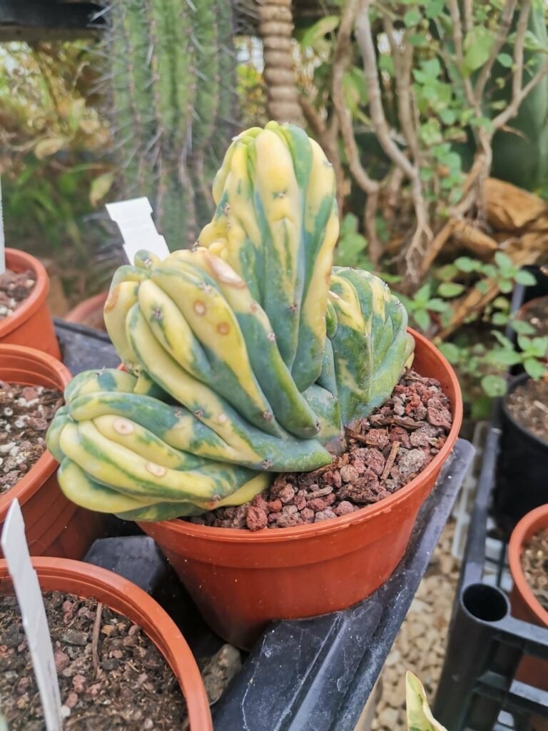 Siracactus-Cactus-Myrtillocactus-geometrizans-crestata-f.-variegata.jpg