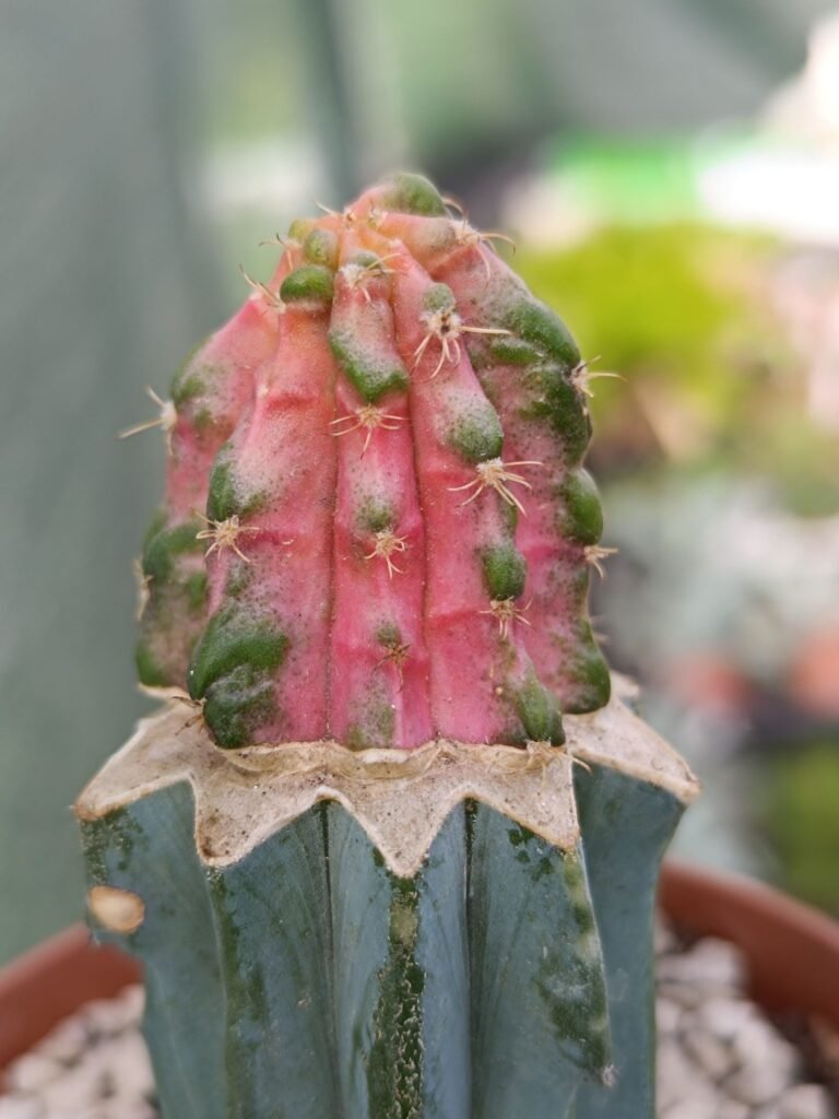 Siracactus-Cactus-Myrtillocalycium-chimera-variegata-innestata.jpg