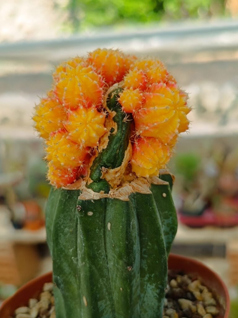 Siracactus-Cactus-Myrtillocalycium-polyp-chimera-variegata-innestata.jpg