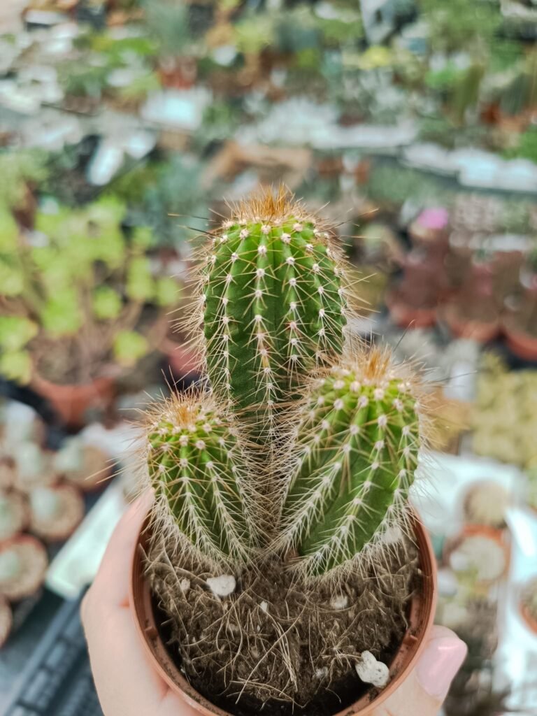 Siracactus-Cactus-Neobuxbaumia-polylopha-4.jpg
