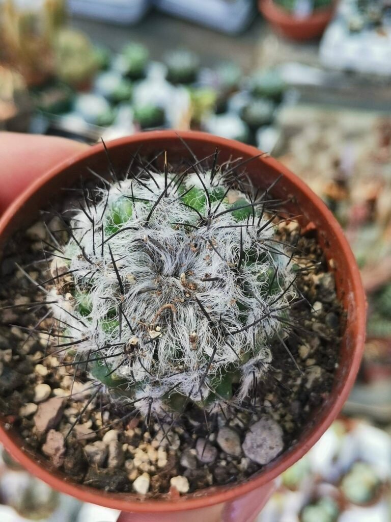 Siracactus-Cactus-Neoporteria-floccosa.jpg