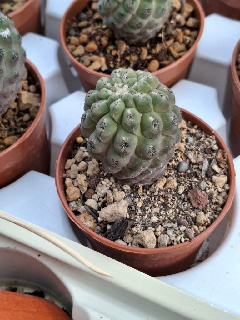 Siracactus-Cactus-Neoporteria-napina-2.jpg