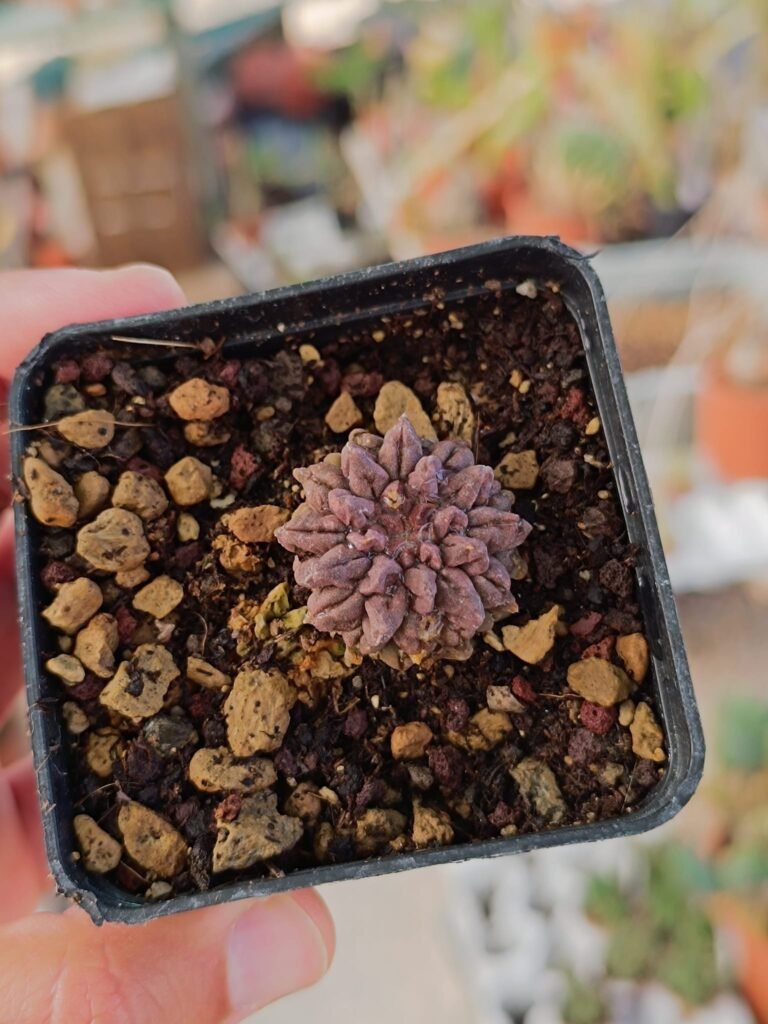 Siracactus-Cactus-Neoporteria-occulta-glabra-1.jpg
