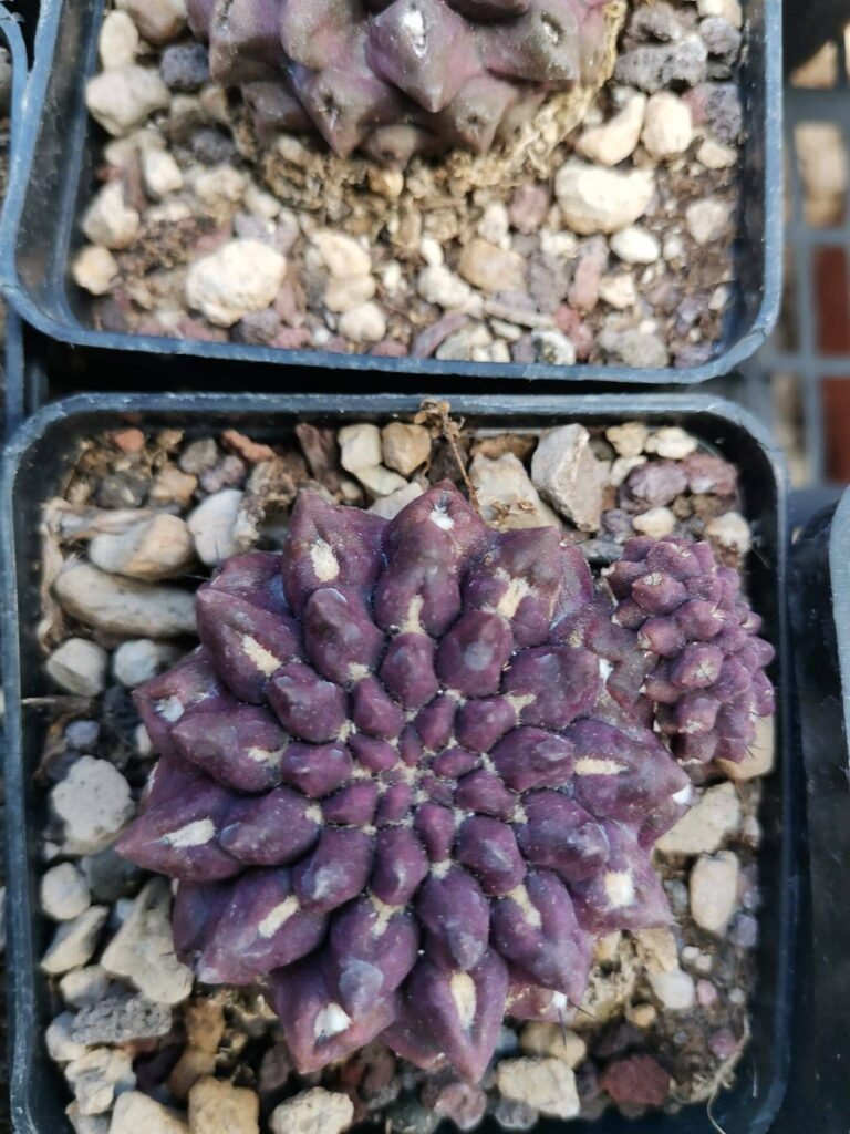 Siracactus-Cactus-Neoporteria-occulta-glabra-4.jpg