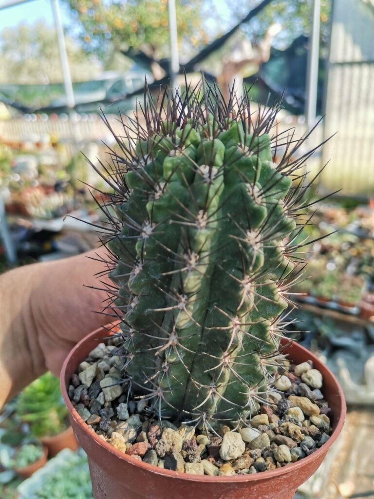 Siracactus-Cactus-Neoporteria-paucicostata-1-1.jpg