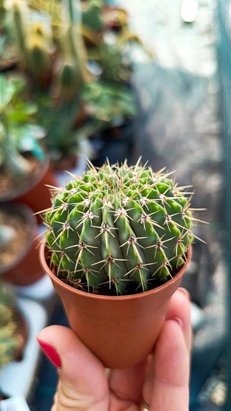 Siracactus-Cactus-Notocactus-Buiningii-1.jpg