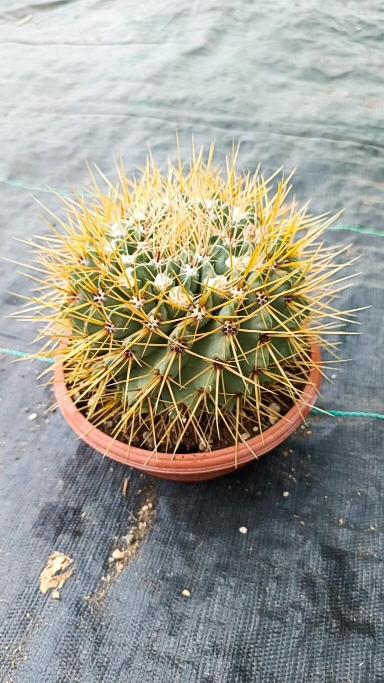 Siracactus-Cactus-Notocactus-buiningii-3.jpg