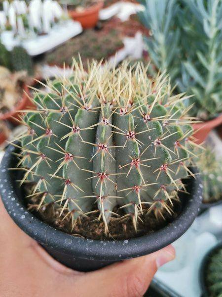 Siracactus-Cactus-Notocactus-buiningii.jpg