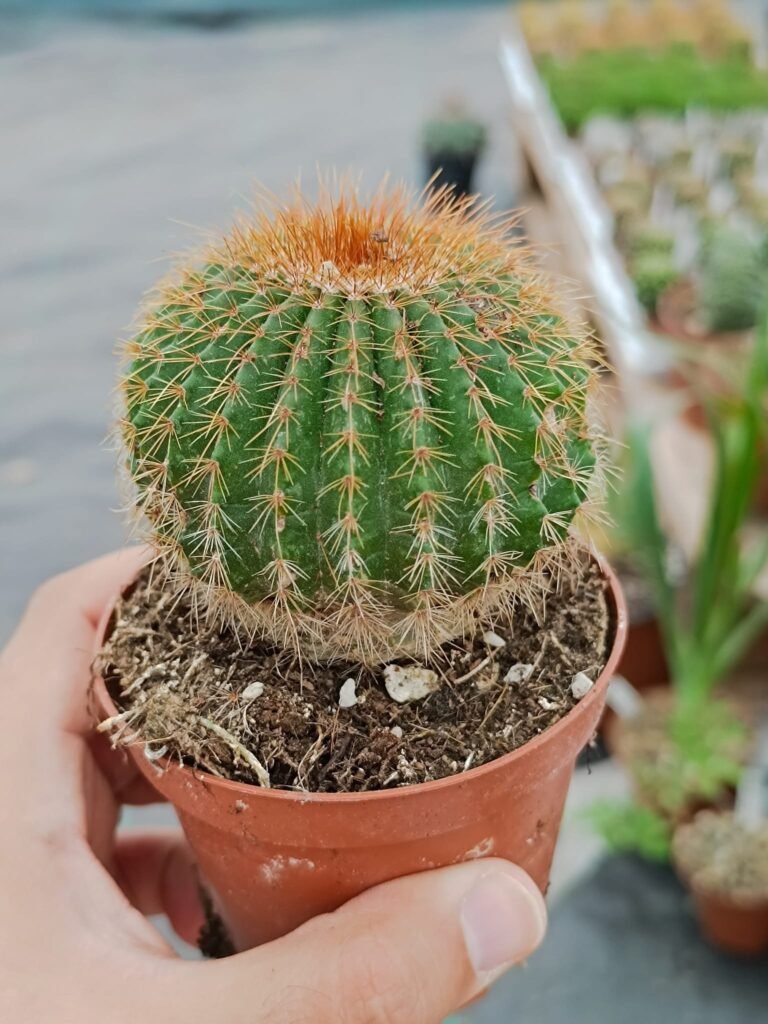 Siracactus-Cactus-Notocactus-claviceps.jpg
