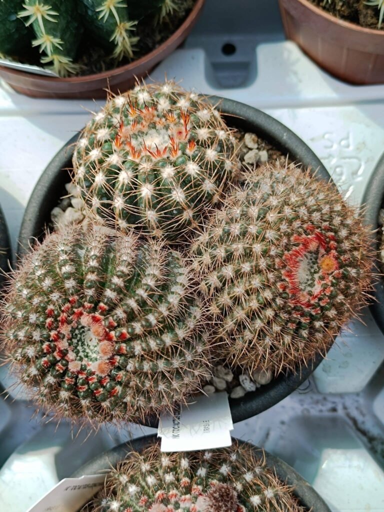 Siracactus-Cactus-Notocactus-concinnus.jpg