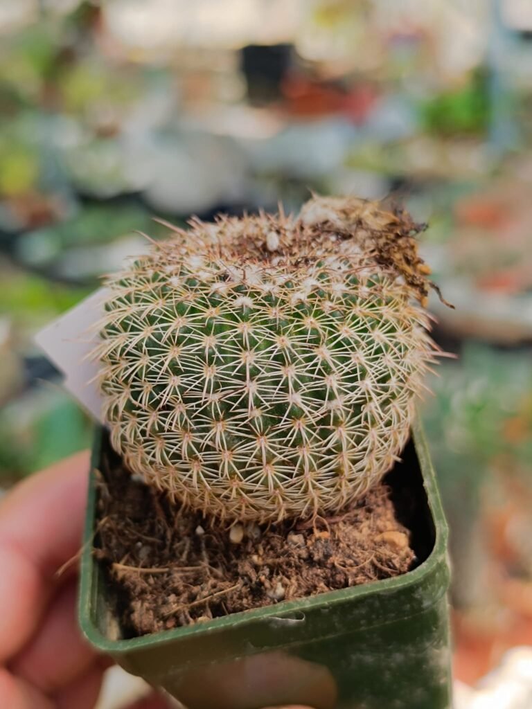 Siracactus-Cactus-Notocactus-elegans.jpg