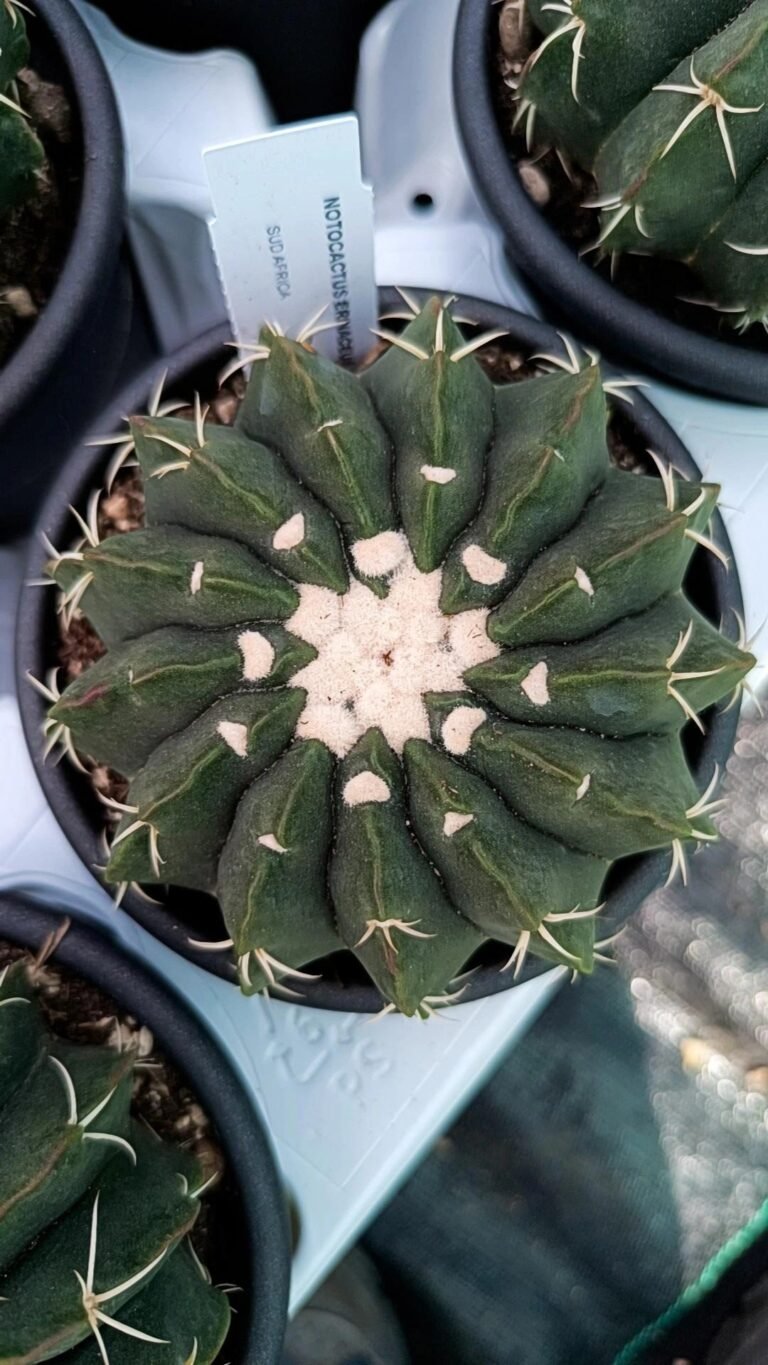 Siracactus-Cactus-Notocactus-erinaceus.jpg
