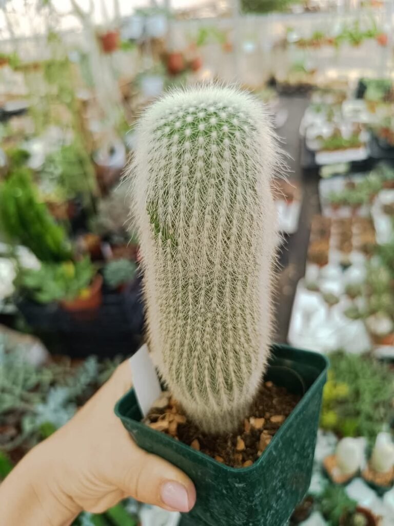Siracactus-Cactus-Notocactus-leninghausii-albispina-1-1.jpg