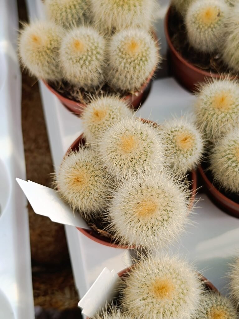 Siracactus-Cactus-Notocactus-leninghausii-albispina-accestiti.jpg