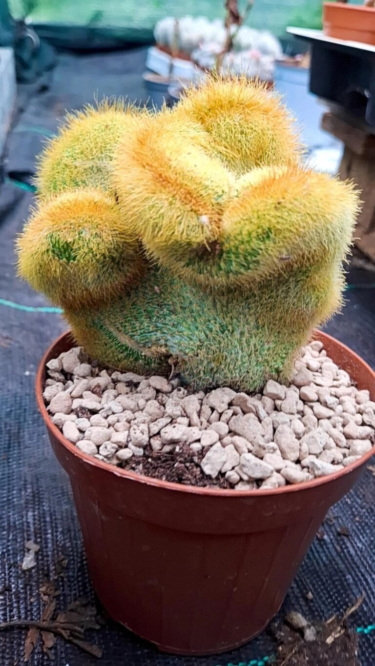 Siracactus-Cactus-Notocactus-leninghausii-crestata-innestata-1.jpg