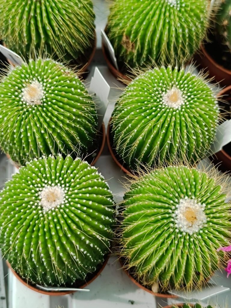 Siracactus-Cactus-Notocactus-leninghausii-inermis-1.jpg