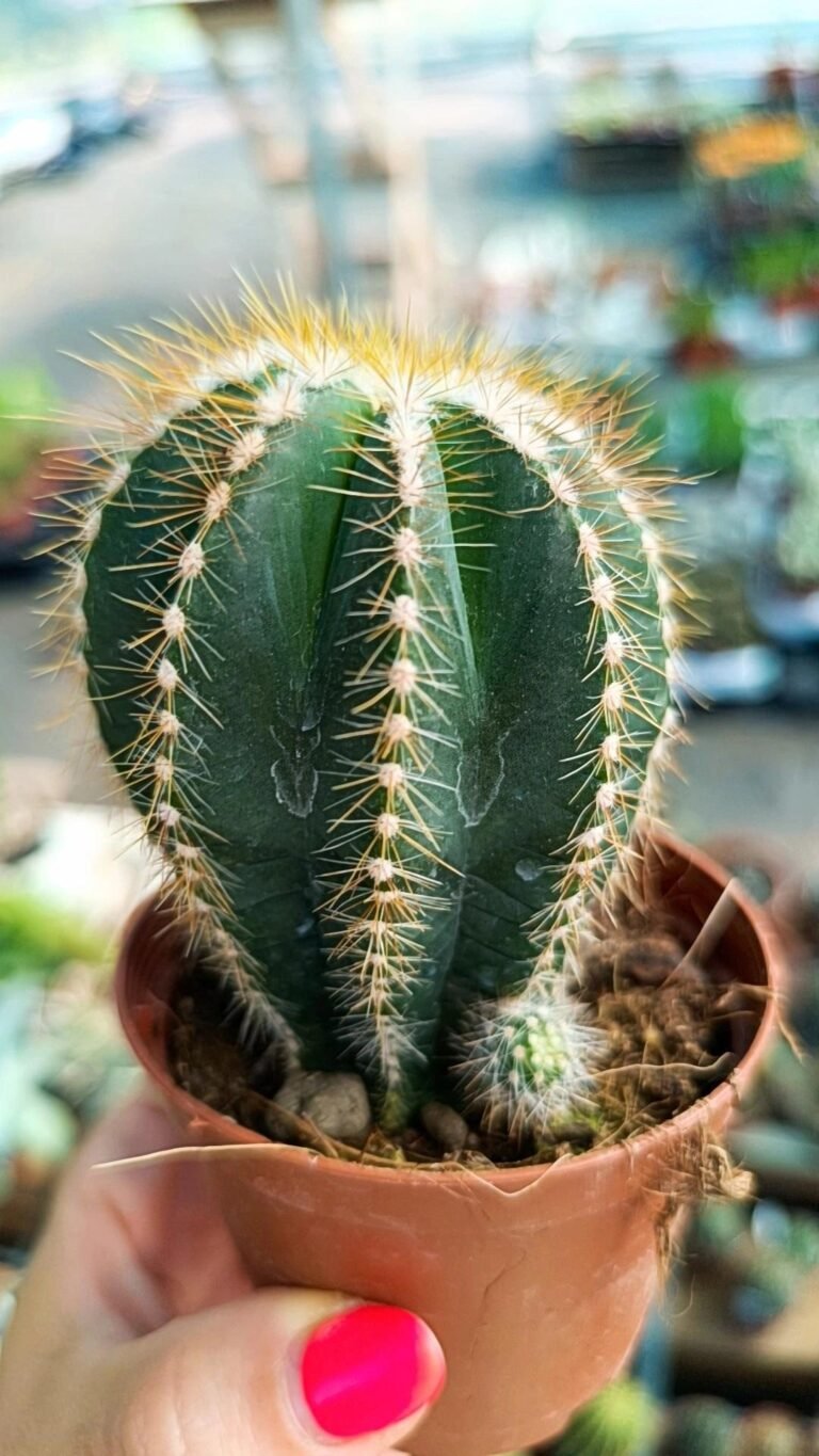 Siracactus-Cactus-Notocactus-magnificus-1.jpg