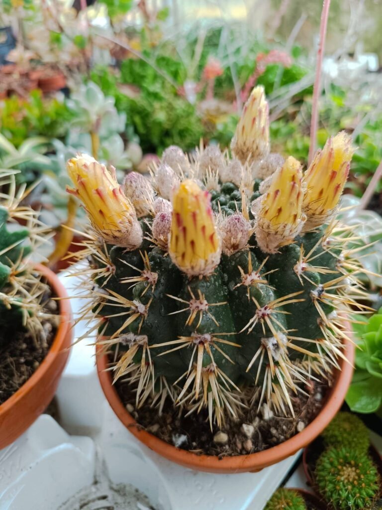 Siracactus-Cactus-Notocactus-mammulosus-2.jpg