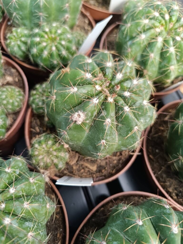 Siracactus-Cactus-Notocactus-ottonis-2.jpg