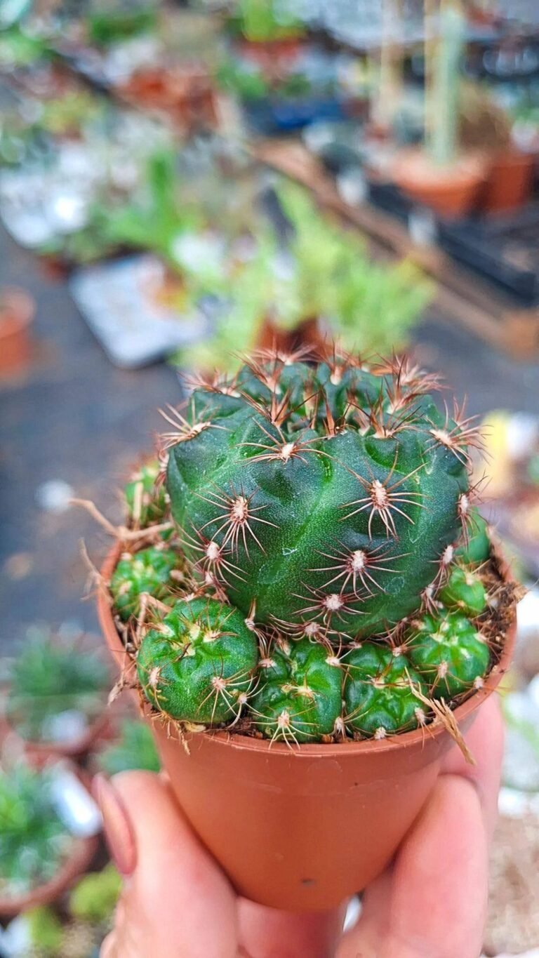 Siracactus-Cactus-Notocactus-ottonis-v-tortuosus.jpg