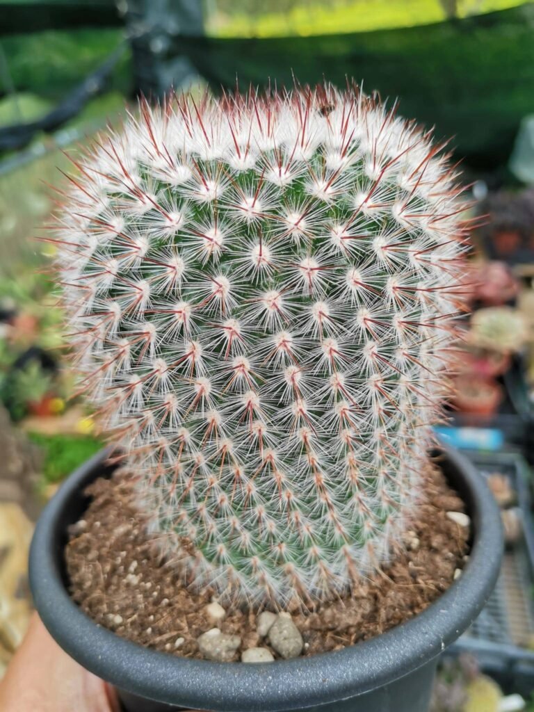 Siracactus-Cactus-Notocactus-scopa-4.jpg