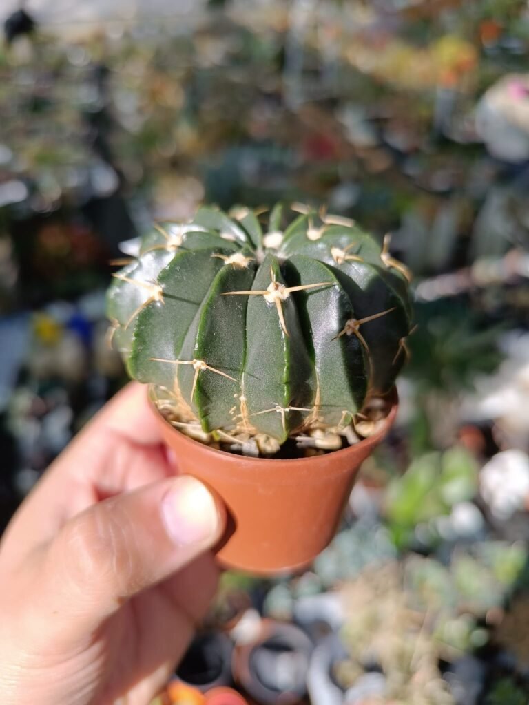 Siracactus-Cactus-Notocactus-sellowii-sessiliflorus.jpg