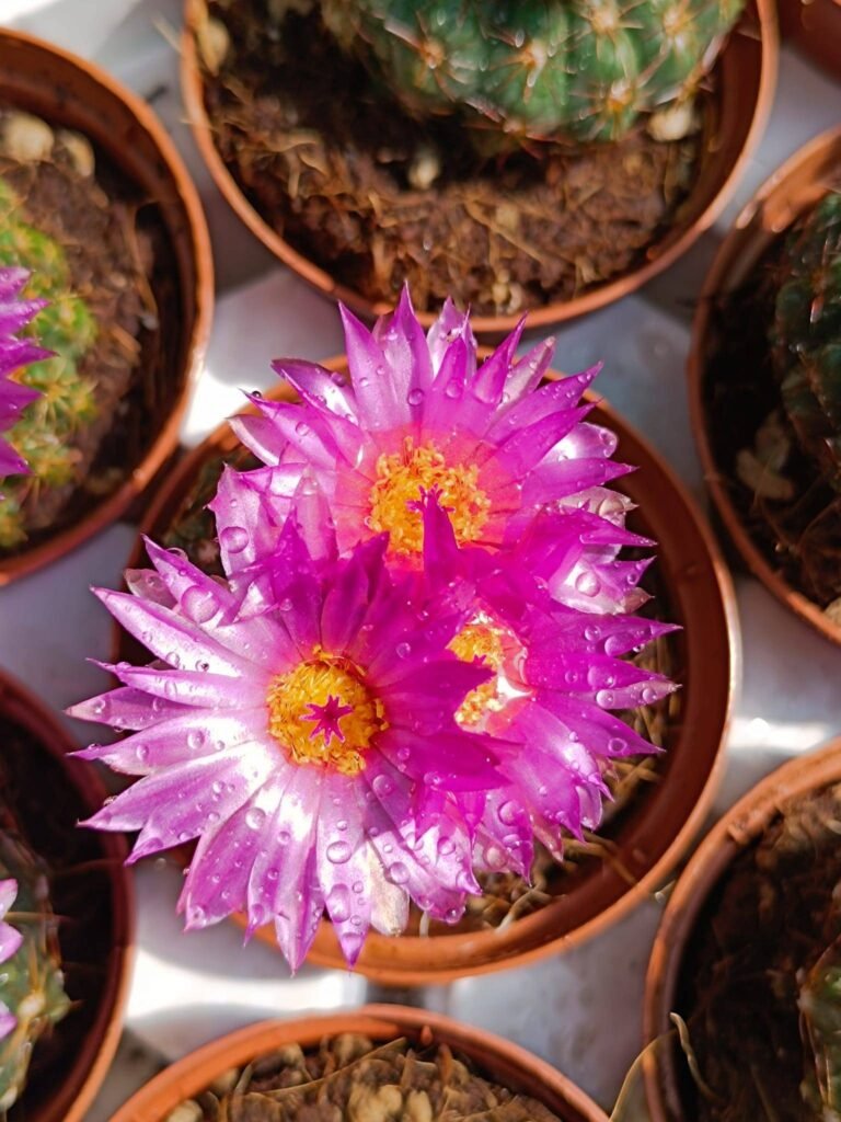 Siracactus-Cactus-Notocactus-uebelmannianus-5.jpg