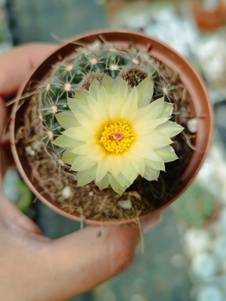 Siracactus-Cactus-Notocactus-uebelmannianus-a-fiore-giallo.jpg