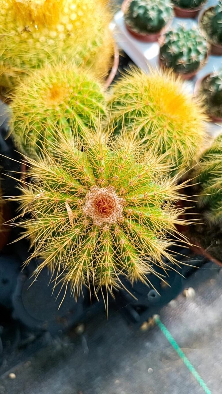 Siracactus-Cactus-Notocactus-warasii.jpg