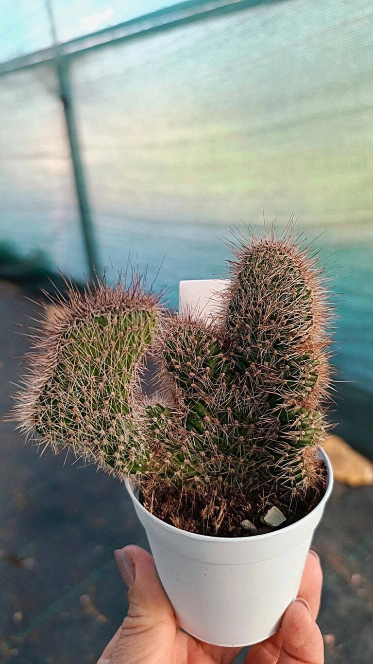 Siracactus-Cactus-Nyctocereus-serpentinus-crestato.jpg