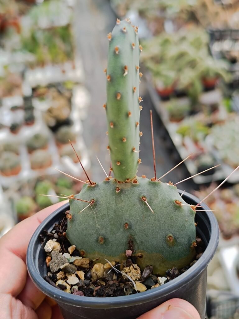 Siracactus-Cactus-Opuntia-SP-1.jpg