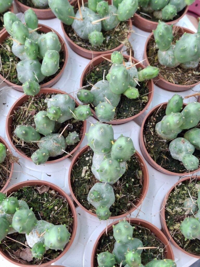 Siracactus-Cactus-Opuntia-atroviridis.jpg