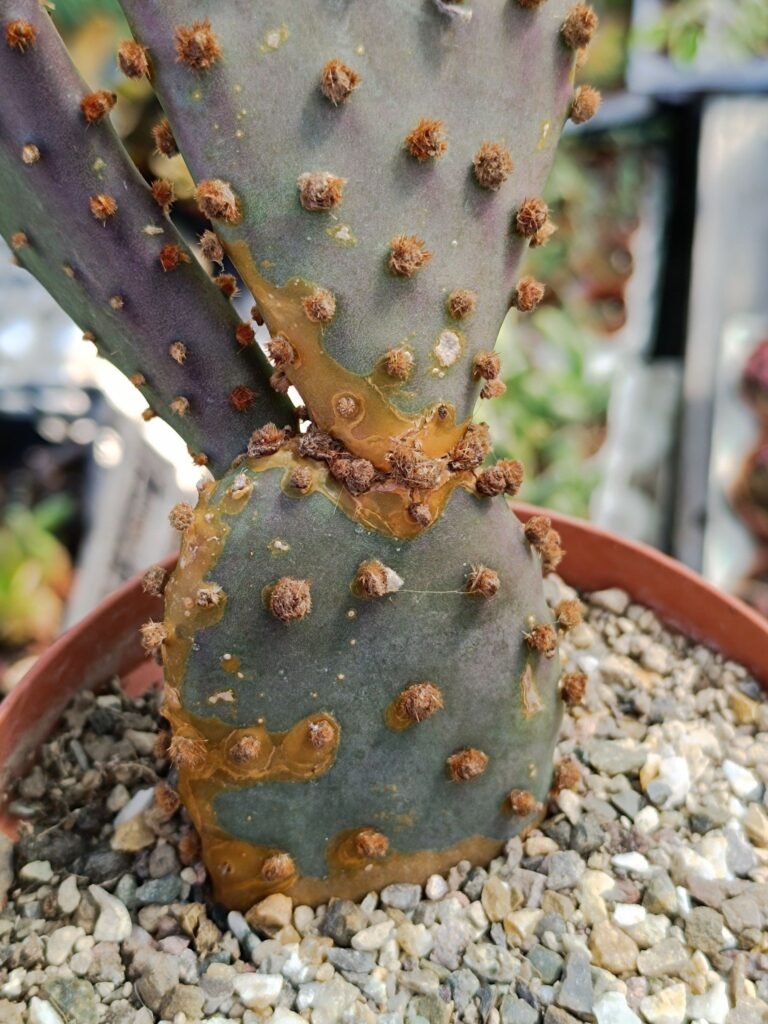 Siracactus-Cactus-Opuntia-azurea-2.jpg