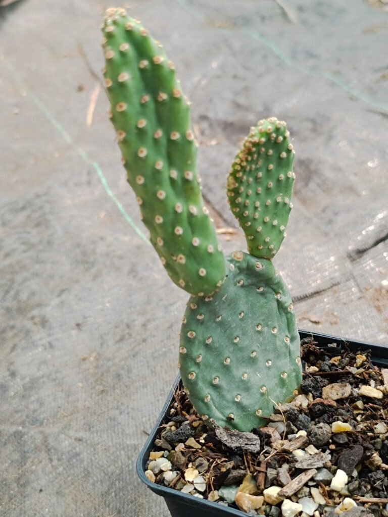 Siracactus-Cactus-Opuntia-basilaris-v-humistrata.jpg