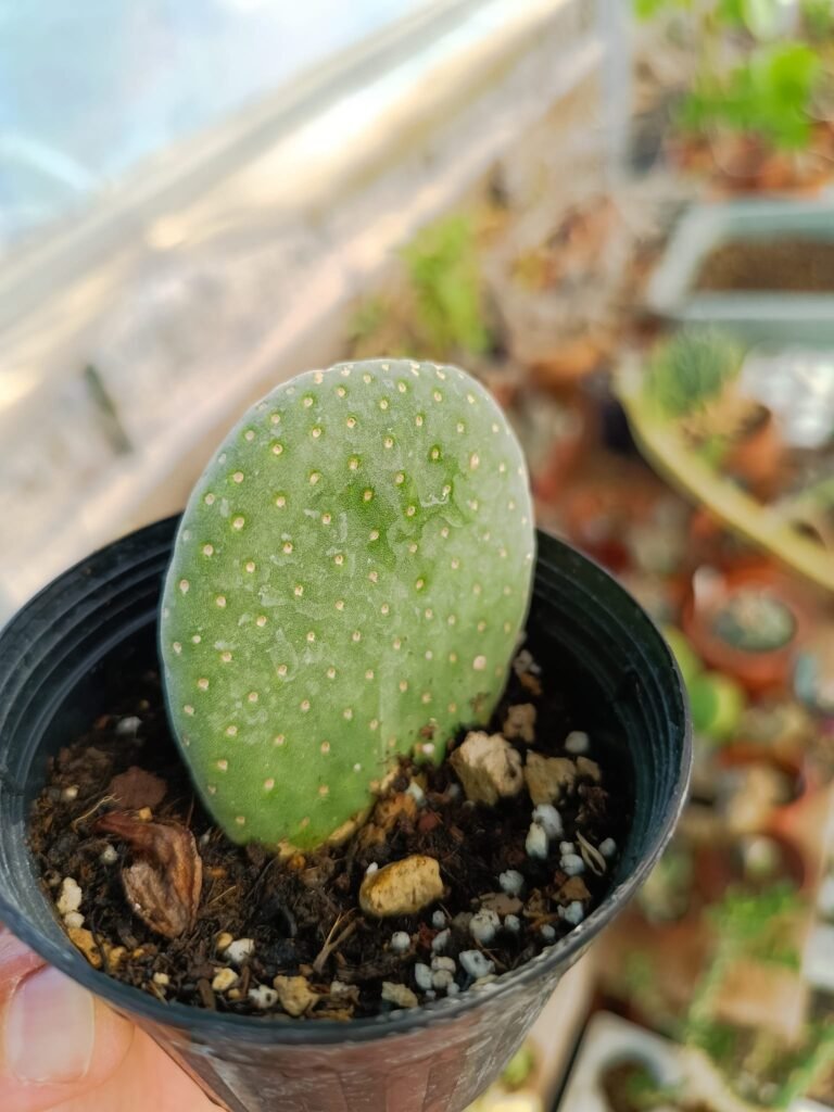 Siracactus-Cactus-Opuntia-caress-1.jpg