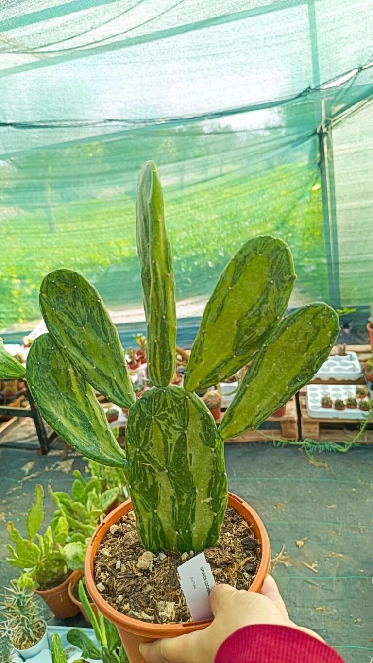 Siracactus-Cactus-Opuntia-cochenilifera-Variegata-2.jpg