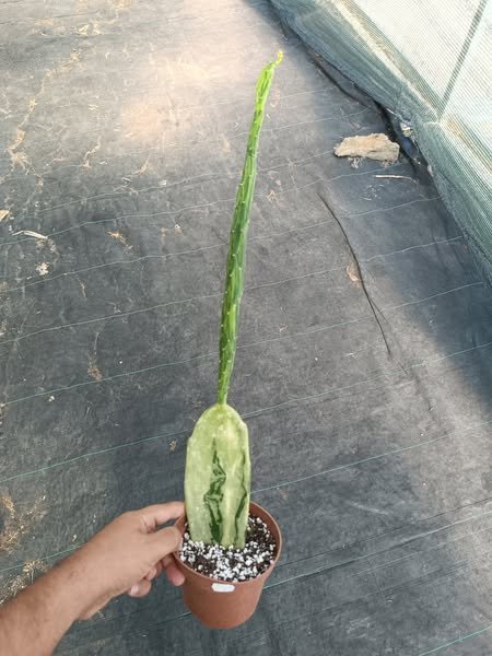 Siracactus-Cactus-Opuntia-cochenilifera-variegata.jpg