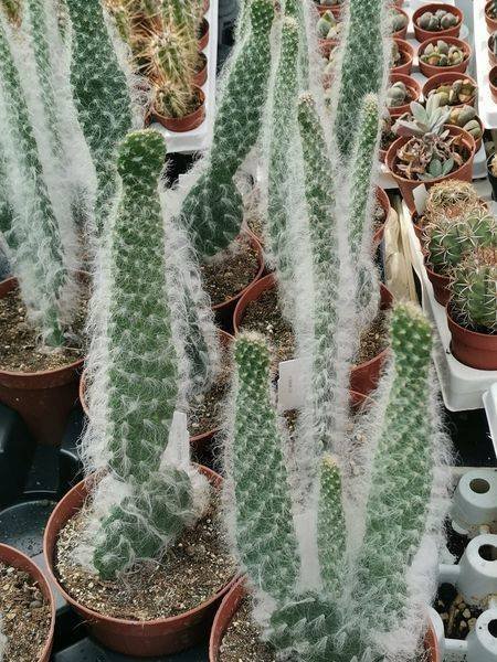 Siracactus-Cactus-Opuntia-floccosa.jpg