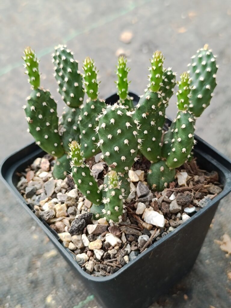 Siracactus-Cactus-Opuntia-fragilis-CV-Frankfurt.jpg