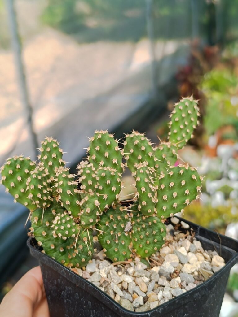 Siracactus-Cactus-Opuntia-fragilis-CV-freising.jpg